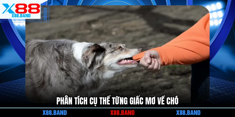 Phân tích cụ thể từng giấc mơ về chó